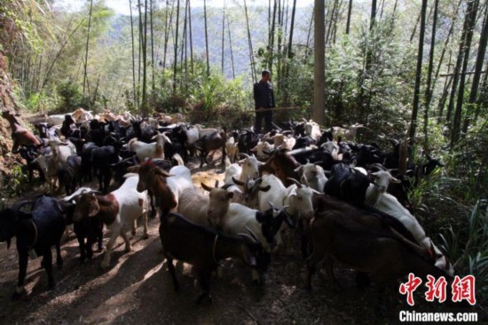 湖南零陵&ldquo;羊倌&rdquo;秦国林：领着乡亲发&ldquo;羊财&rdquo;