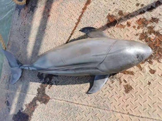  11月11日上午，长江新螺段发现一头死亡江豚，身体有多道勒痕。受访者供图