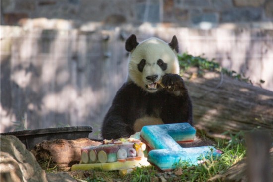 居住在美国国家动物园的旅美雄性大熊猫“贝贝”今年8月22日满4周岁。（图自美国国家动物园网站）