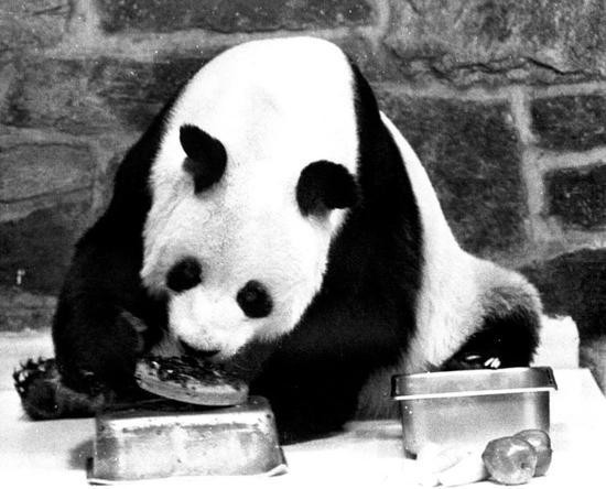1998年4月18日，美国国家动物园举行各种活动庆祝大熊猫“兴兴”在美国落户26周年。新华社记者刘宇摄