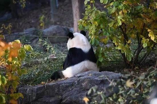 11月13日，“贝贝”在位于华盛顿的美国国家动物园内的“销魂”背影。新华社记者刘杰摄