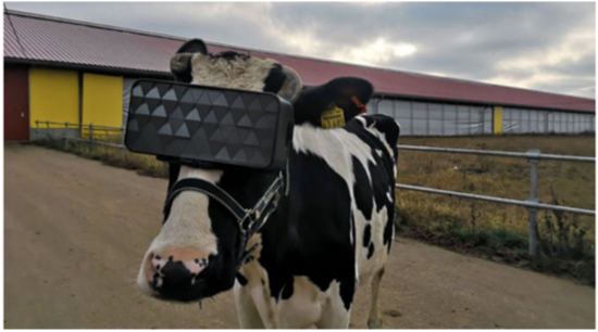  戴VR眼镜的奶牛 图源：俄罗斯卫星通讯社