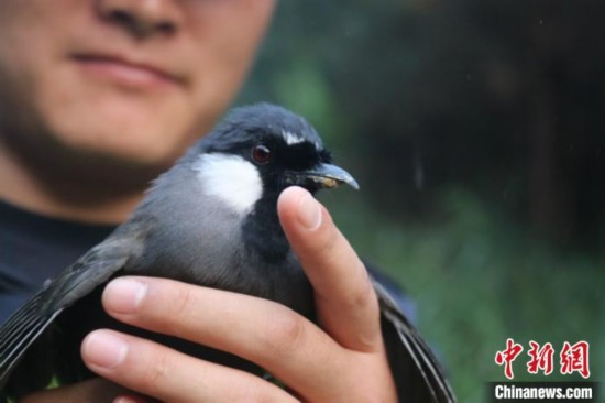 广西崇左警方边境查获野生鸟类1200只全部放生自然