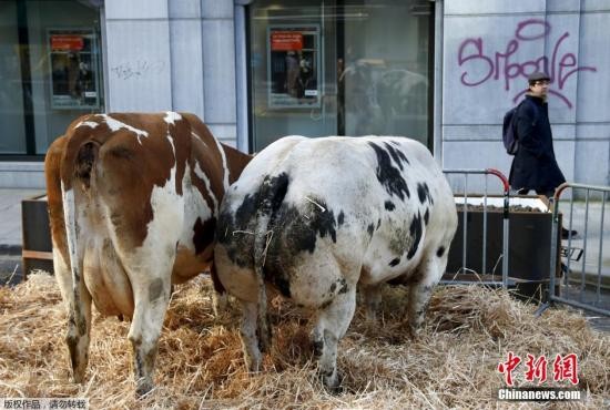 资料图：奶牛。