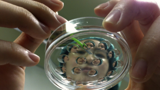 资料图：研究人员培植克隆猪。（图源：路透社）