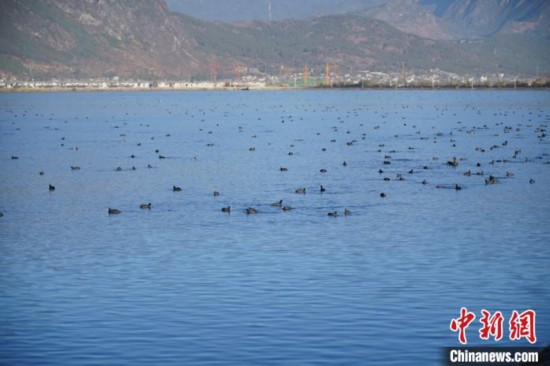 云南丽江拉市海环保见成效化身&ldquo;候鸟乐园&rdquo;