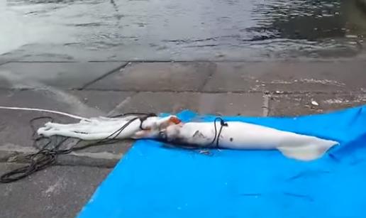 在日本福井县被打捞起来的&ldquo;大王乌贼&rdquo;。图片来源：福井新闻视频截图。