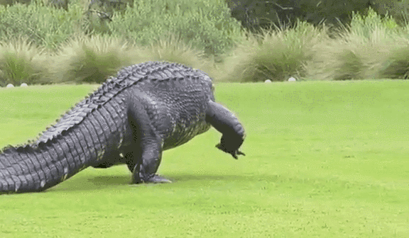 巨鳄迈着霸气的步伐(东森新闻云)