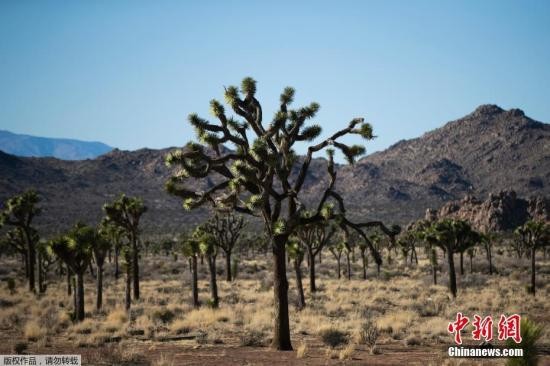 资料图:美国约书亚树国家公园。