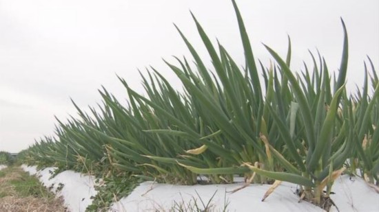 京都特产九条葱（NHK）