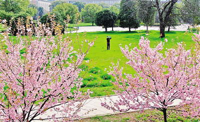 今年武大樱花开放期间校园封闭管理 可线上“云赏樱”