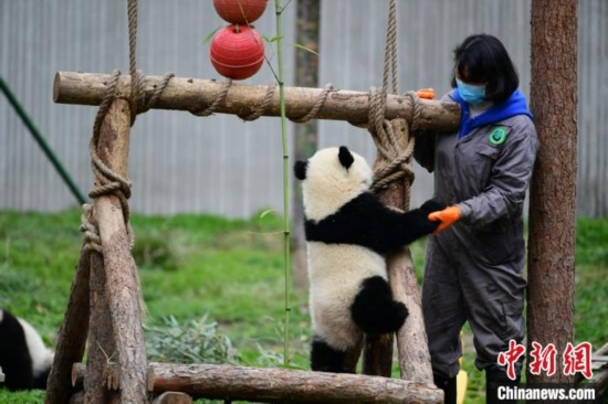 中国大熊猫保护研究中心：疫情对圈养大熊猫的繁育间接影响较大