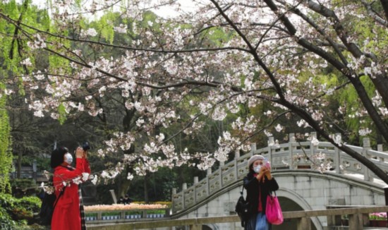 昨天,苏城春风送暖,虎丘山景区内海棠、二月兰和樱花等春花烂漫,吸引游人前来踏青春游,感受盎然春意。 记者杭兴微摄