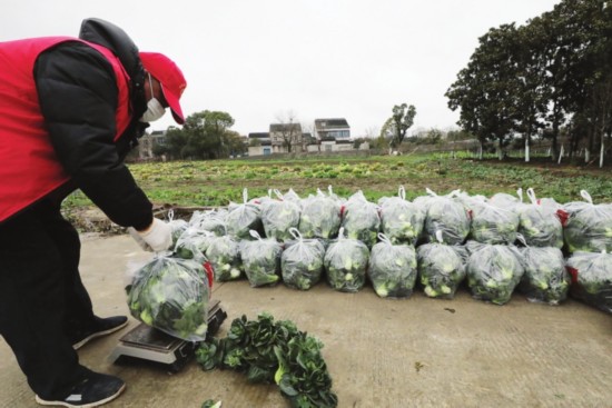 　　一名志愿者在帮菜农收菜、打包。□记者　　濮建明　　摄