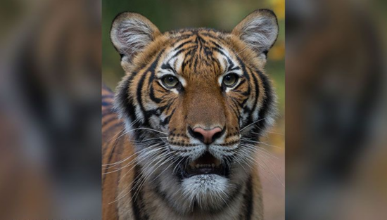 纽约动物园一老虎确诊感染新冠病毒。（图源：美联社）