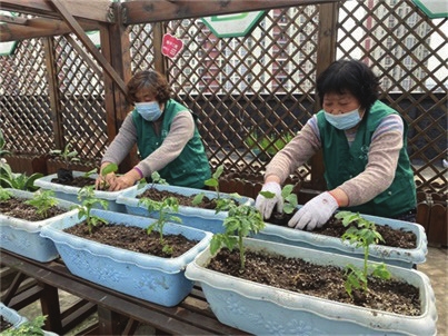 　　居民们在栽种蔬菜苗。　　记者吴丽婷摄