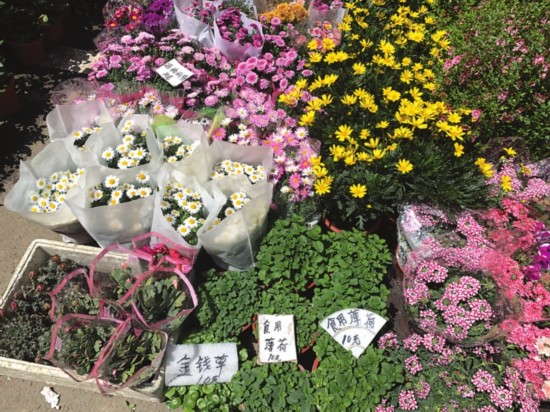 　　近来，可食用&ldquo;网红&rdquo;盆栽深受苏州人喜爱，吴晓倩每次都会进很多货。　　记者　王可摄