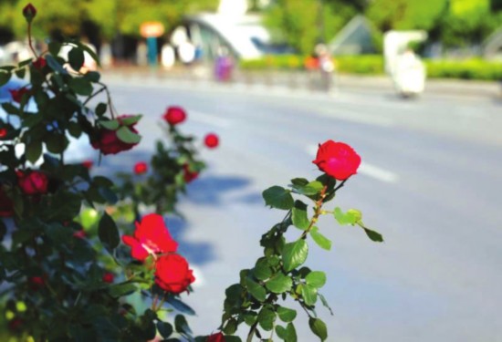 　　南门路一带，月季正恣意怒放。记者　张健摄