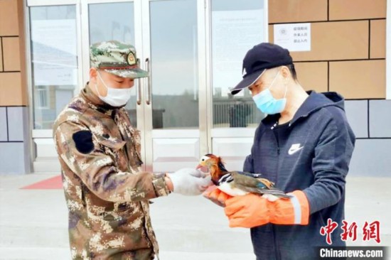 &ldquo;落难&rdquo;鸳鸯背脚受伤被大兴安岭巡护员救治