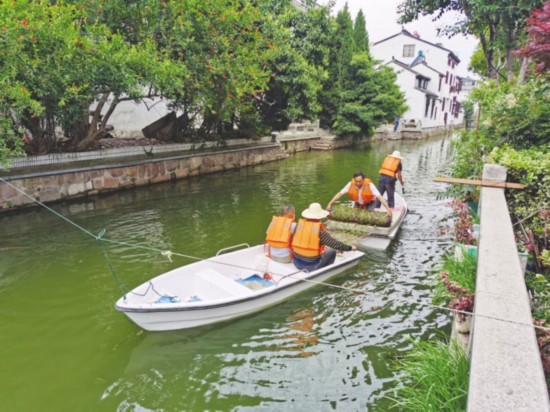 　　沉水植物投放现场。通讯员　居婷摄