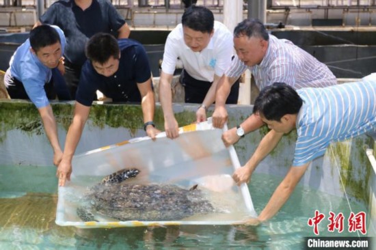 海南高校接收救治江苏查获的43只活体海龟