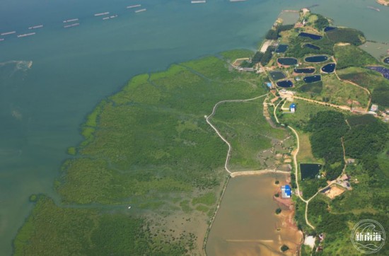 世界海洋日：我国红树林面积20年增7000公顷