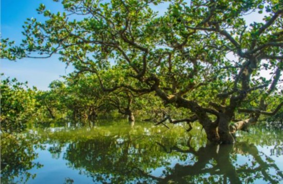 世界海洋日：我国红树林面积20年增7000公顷