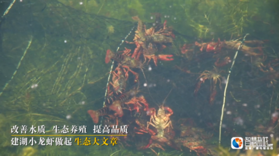 小龙虾■建湖小龙虾：生态养殖助力乡村绿色发展