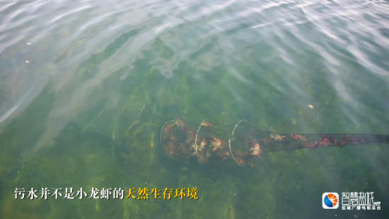 小龙虾■建湖小龙虾：生态养殖助力乡村绿色发展