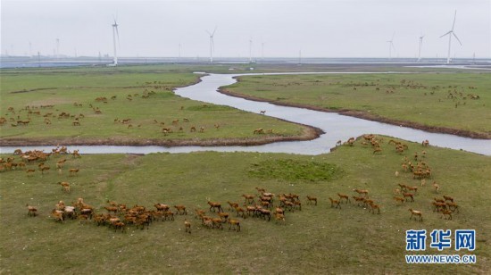 （环境）（6）江苏大丰麋鹿种群数达5681头