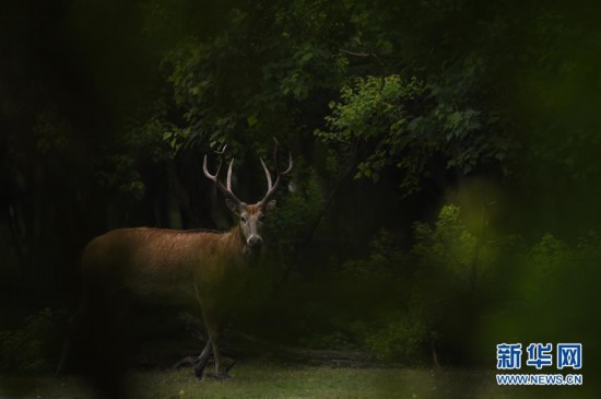 （环境）（2）江苏大丰麋鹿种群数达5681头