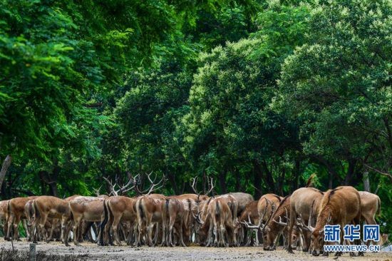 （环境）（7）江苏大丰麋鹿种群数达5681头