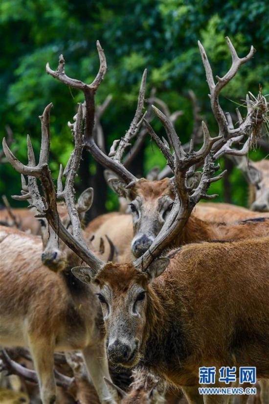 （环境）（8）江苏大丰麋鹿种群数达5681头