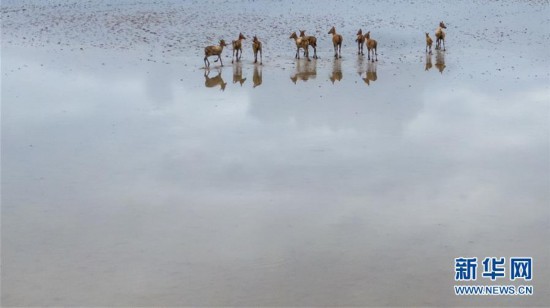 （环境）（1）江苏大丰麋鹿种群数达5681头