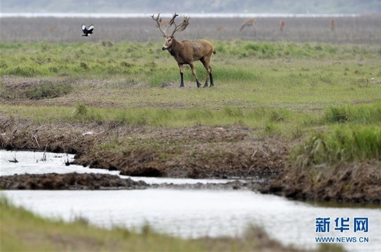 （环境）（3）江苏大丰麋鹿种群数达5681头