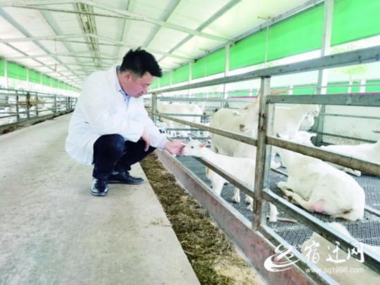 (全媒体)这里的羊粪真“香”!(分离图)(859806)-20200624084009