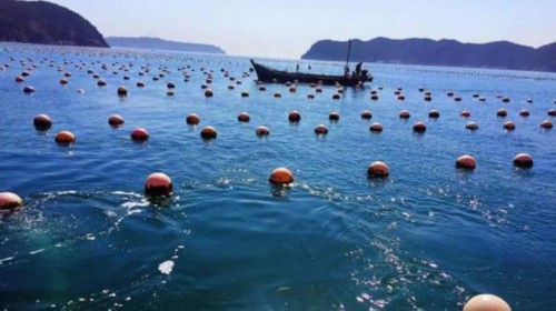 光明时评：谁来担任獐子岛董事长？A股市场的一个先天不足