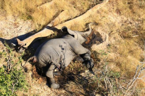 博茨瓦纳|博茨瓦纳数百头大象死亡 官方调查