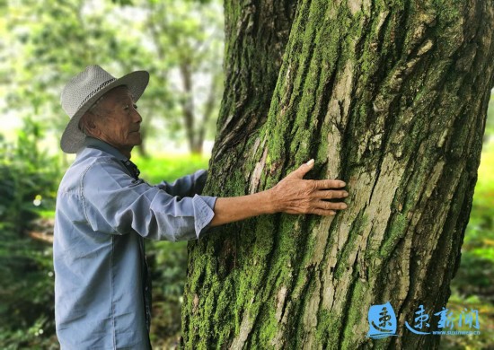 到此清风忽满襟的百年栗林 荔枝新闻