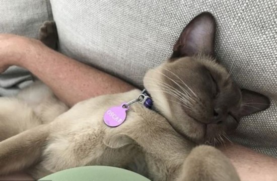奥斯卡|奇迹！猫咪躲进洗衣机内打盹 被清洗12分钟仍存活