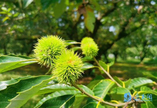 到此清风忽满襟的百年栗林 荔枝新闻