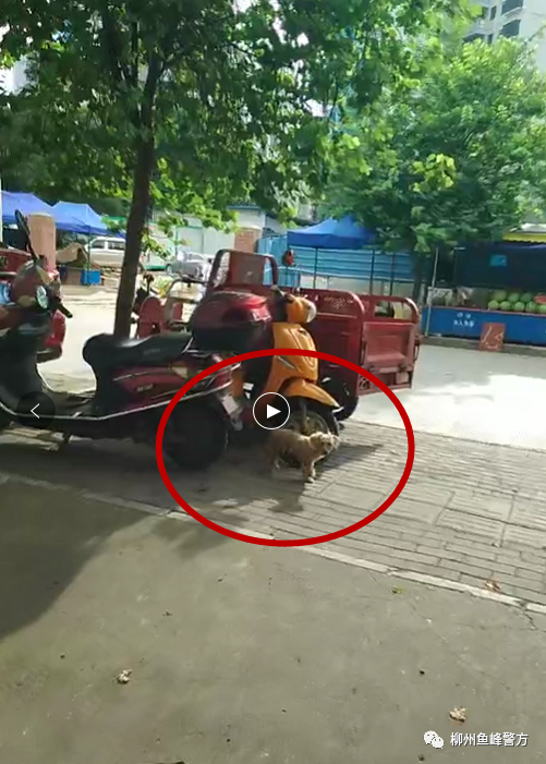 遛狗|广西柳州三天内10多人因遛狗不牵绳受罚,有被罚者称不习惯