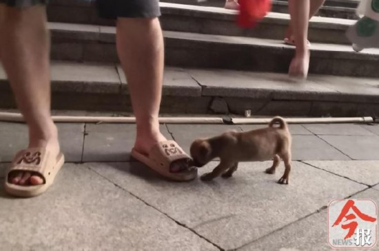 遛狗|广西柳州三天内10多人因遛狗不牵绳受罚,有被罚者称不习惯