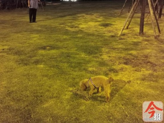 遛狗|广西柳州三天内10多人因遛狗不牵绳受罚，有被罚者称不习惯