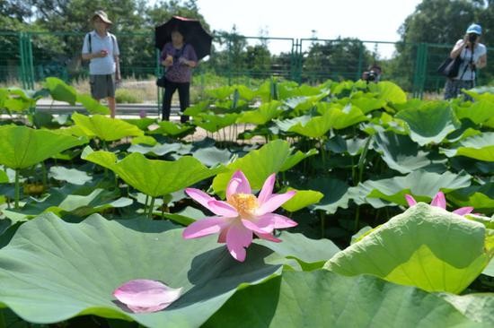 圆明园|圆明园3年前出土的百年古莲子,如今有了“莲二代”