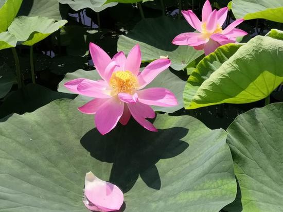 圆明园|圆明园3年前出土的百年古莲子,如今有了“莲二代”