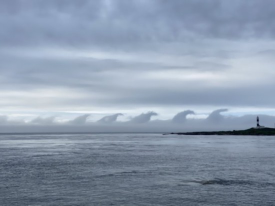哥斯拉|日本男子拍下神奇一幕：大群“哥斯拉”海上列队前行