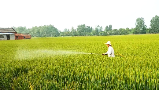 【稻田养鸭】“擦背村”摘掉穷帽子 稻田种出了新“硒”望