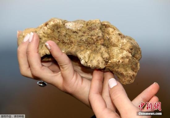 农场主|价值约3.7万美元松露因疫情滞销 英农场主免费送人