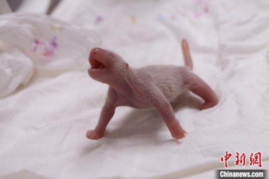 生了！中国熊猫夫妇在韩国产子